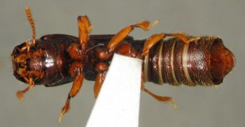 Media type: image;   Entomology 20241 Aspect: habitus ventral view